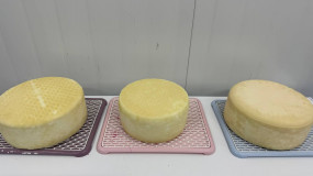 прасковья Тулупова: молоко, любовь и труд — секреты идеального сыра - фото - 4