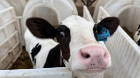 ооо «СОРЖИН МИЛК» начало производственную деятельность в 2024 году в Сафоновском районе - фото - 5