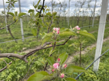 информационное сообщение о начале приема документов для предоставления в 2025 году субсидии на возмещение части затрат на закладку и (или) уход за многолетними насаждениями в отношении площади закладки питомников - фото - 1