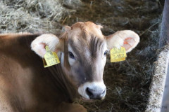 информационное сообщение о начале приема документов для предоставления в 2025 году субсидии на возмещение части затрат на приобретение племенного молодняка - фото - 1