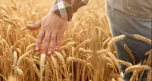 информационное сообщение о проведении ОТБОРА получателей на право получения субсидии на возмещение части затрат на производство и реализацию зерновых культур в 2026 году - фото - 1