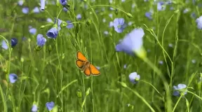 информационное сообщение о проведении ОТБОРА получателей на право получения субсидии на возмещение части затрат на поддержку производства льна-долгунца и (или) технической конопли в 2026 году - фото - 1