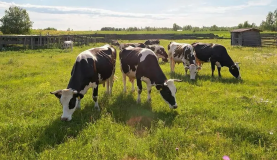 информационное сообщение о проведении отбора получателей на право получения субсидии на возмещение части затрат на поддержку племенного животноводства в 2026 году - фото - 1