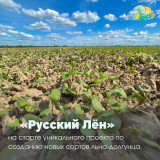 «русский Лён» на старте уникального проекта по созданию новых сортов льна-долгунца - фото - 1