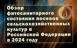 обзор фитосанитарного состояния посевов сельскохозяйственных культур в Российской Федерации в 2024 году и прогноз развития вредных объектов на 2025 год - фото - 1